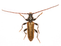 Phymatodes testaceus